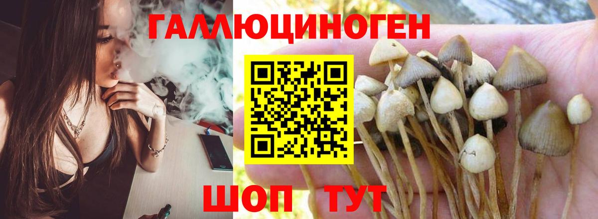Галлюциногенные грибы Cubensis Новодвинск